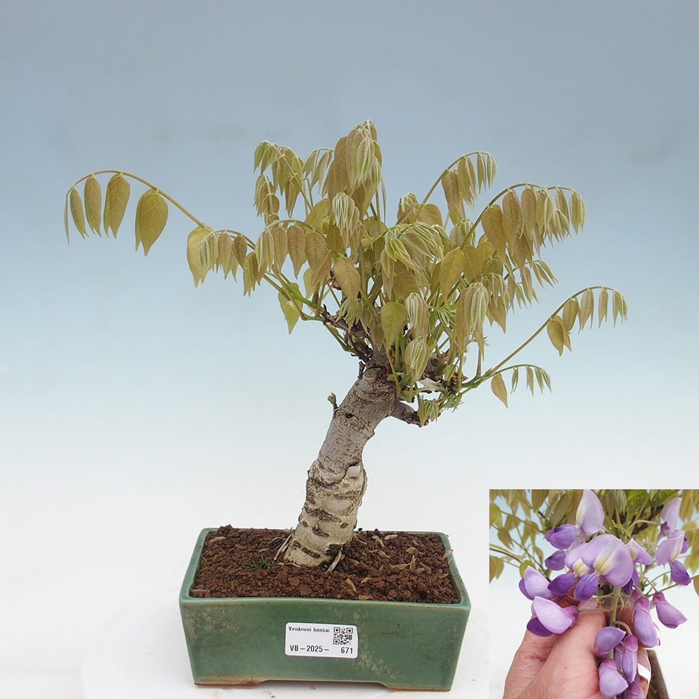 Bonsai da esterno - Glicine floribunda