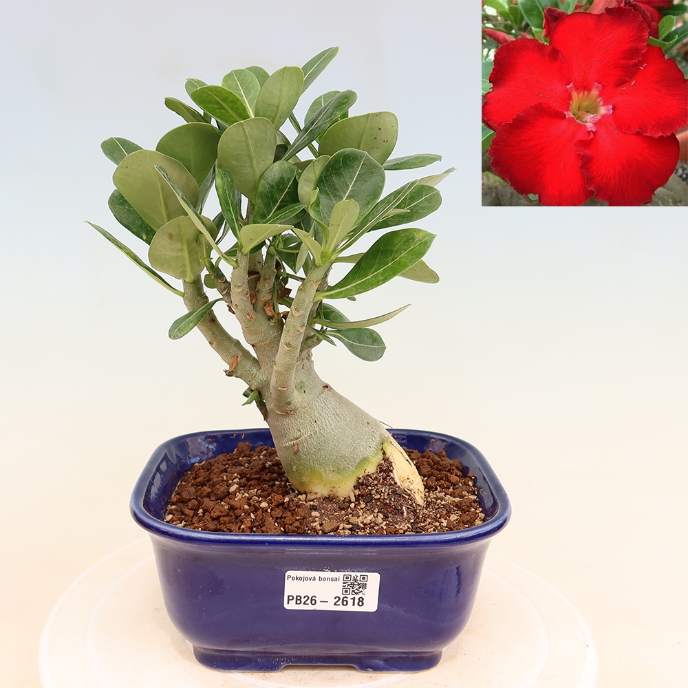 Bonsai da interno - Adenium obesum Red Star - Rosa del deserto