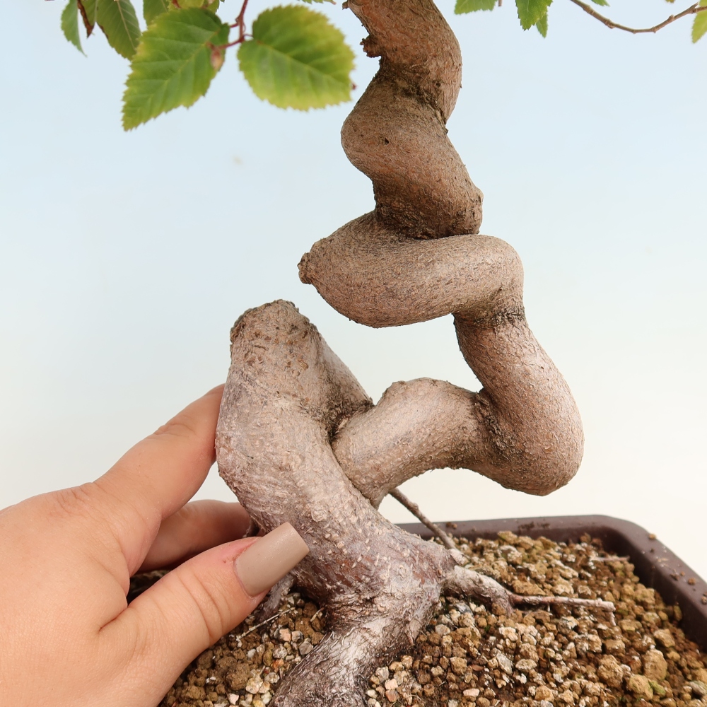 Bonsai da esterno -Carpinus CARPINOIDES - Carpino coreano