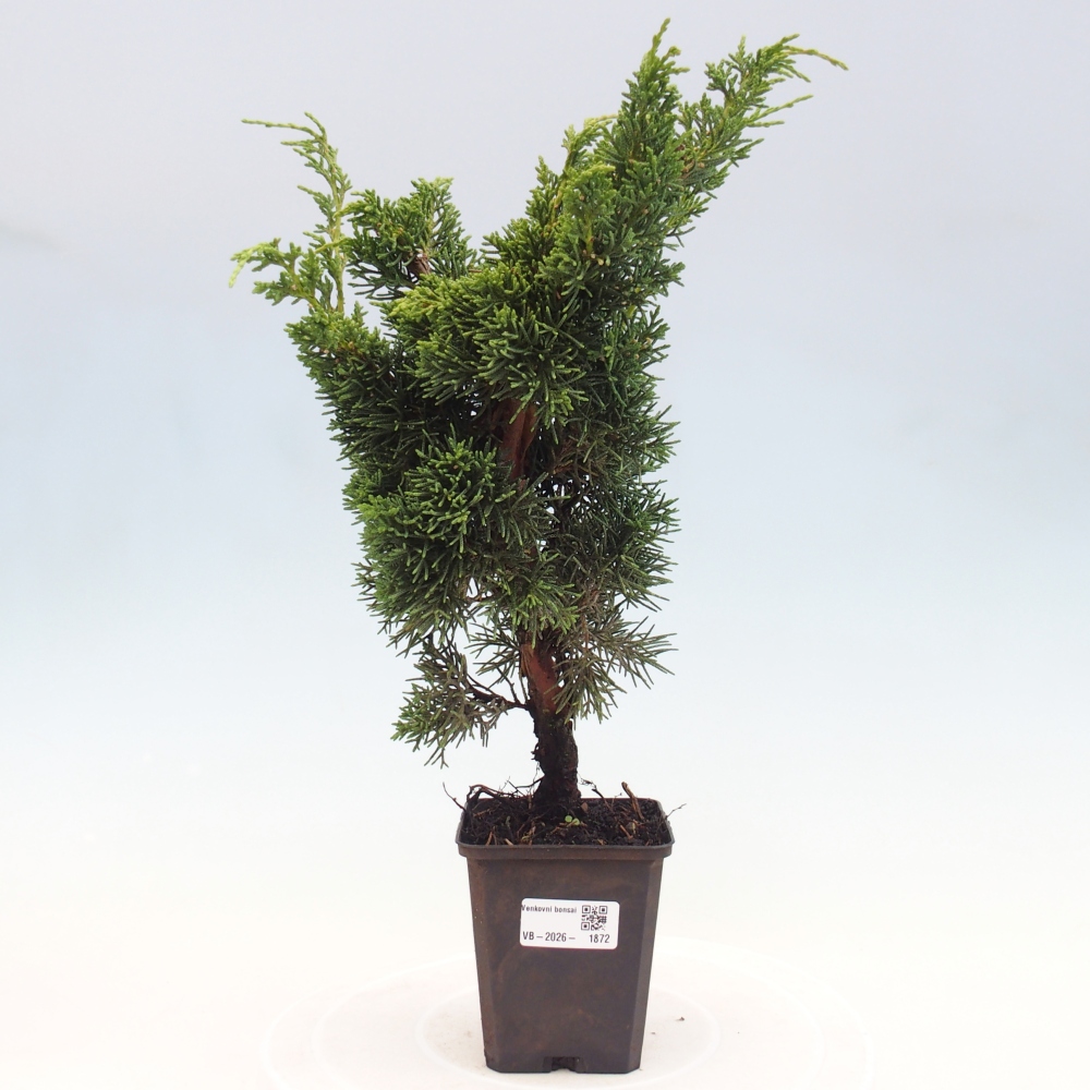 Bonsai da esterno - Juniperus chinensis Kishu