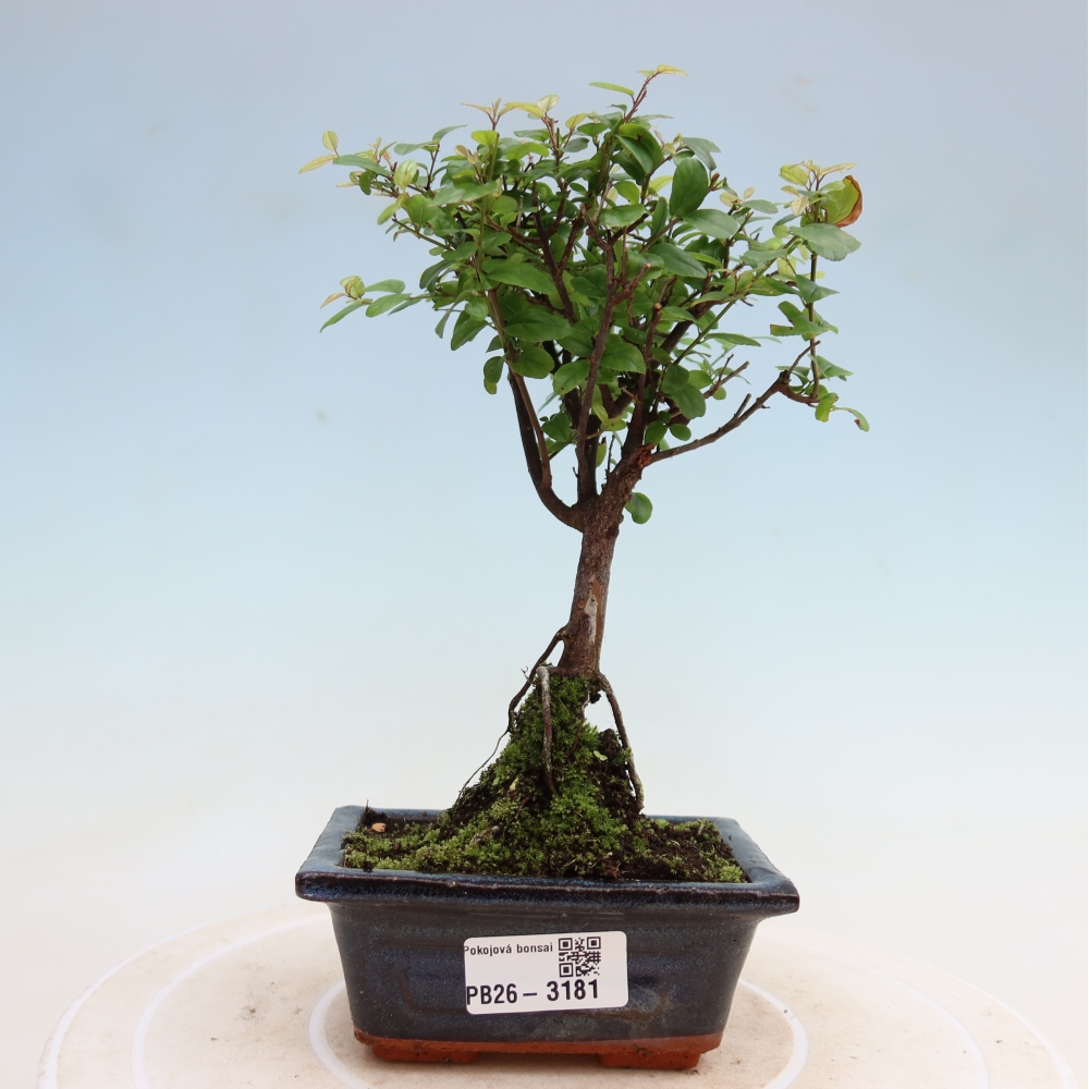 Camera bonsai - Sageretia thea - Sageretia thea