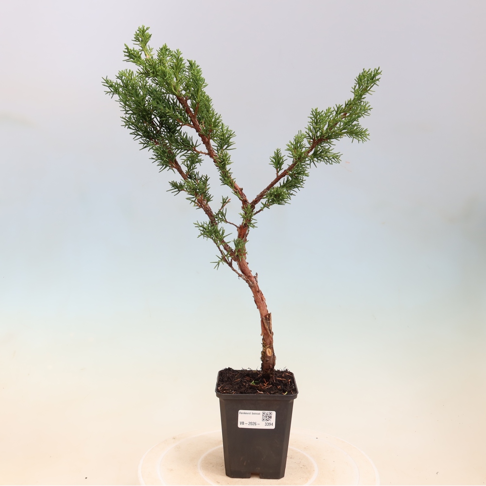 Bonsai da esterno - Juniperus chinensis Kishu