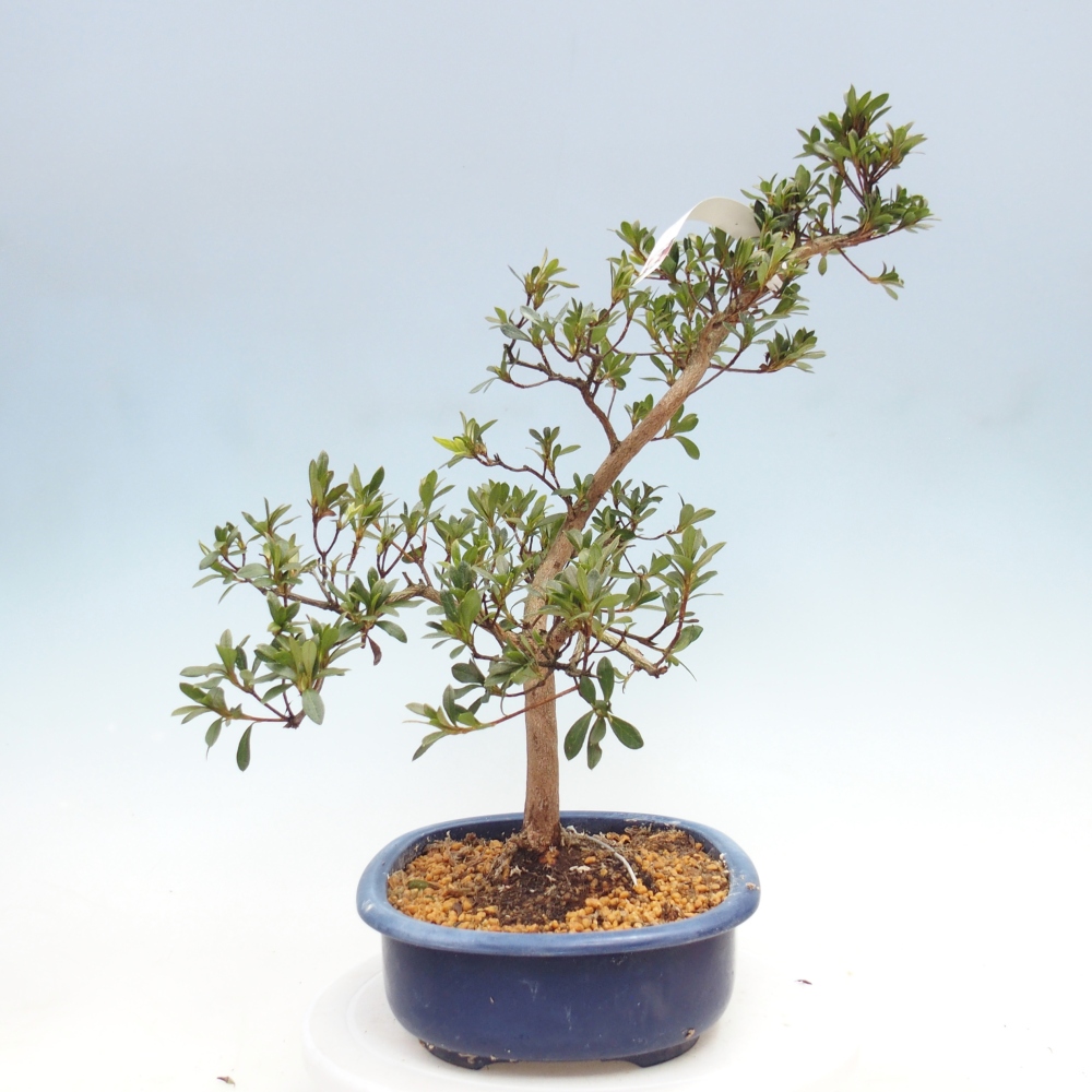 Bonsai da esterno - Azalea giapponese - Azalea Senhime