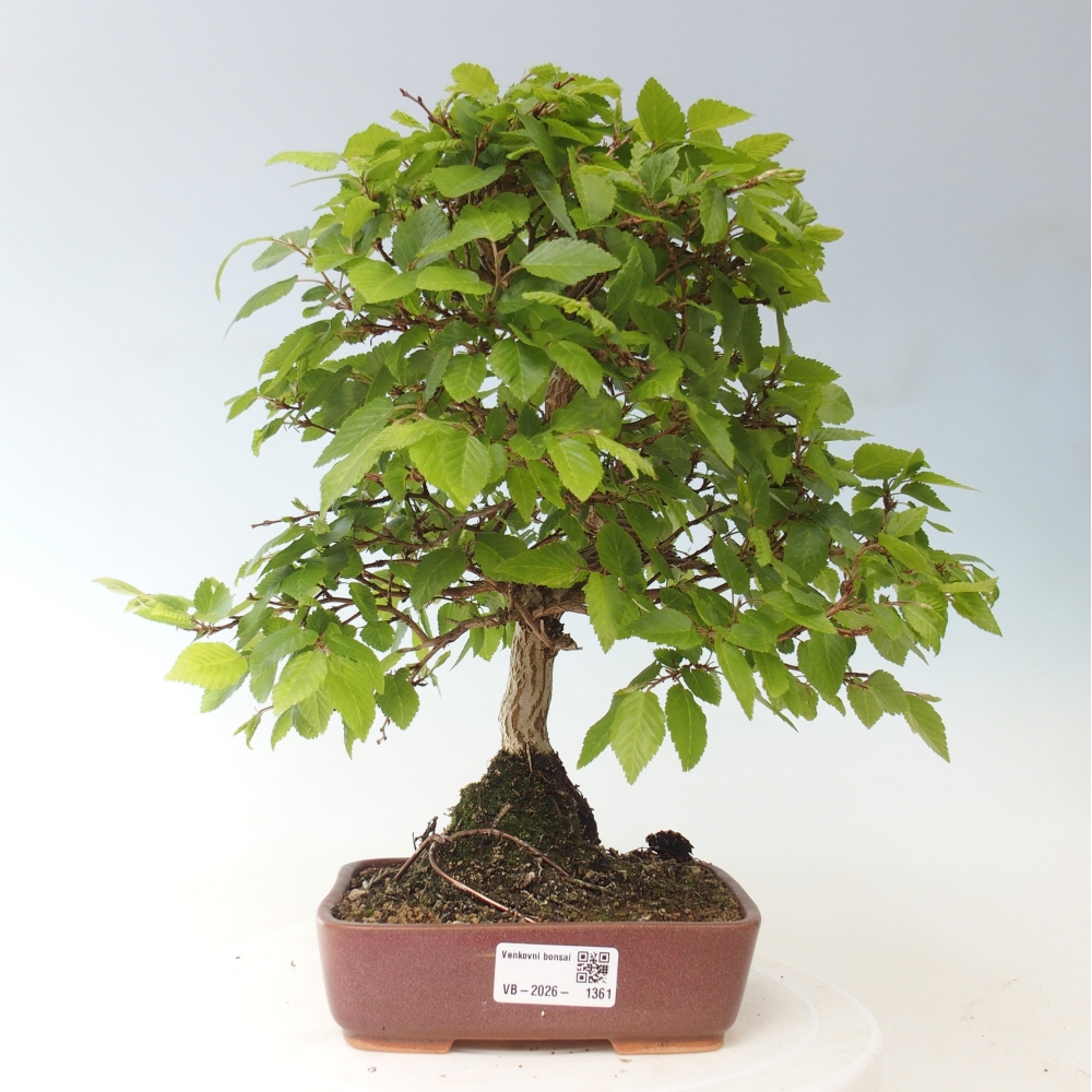 Bonsai da esterno -Carpinus CARPINOIDES - Carpino coreano