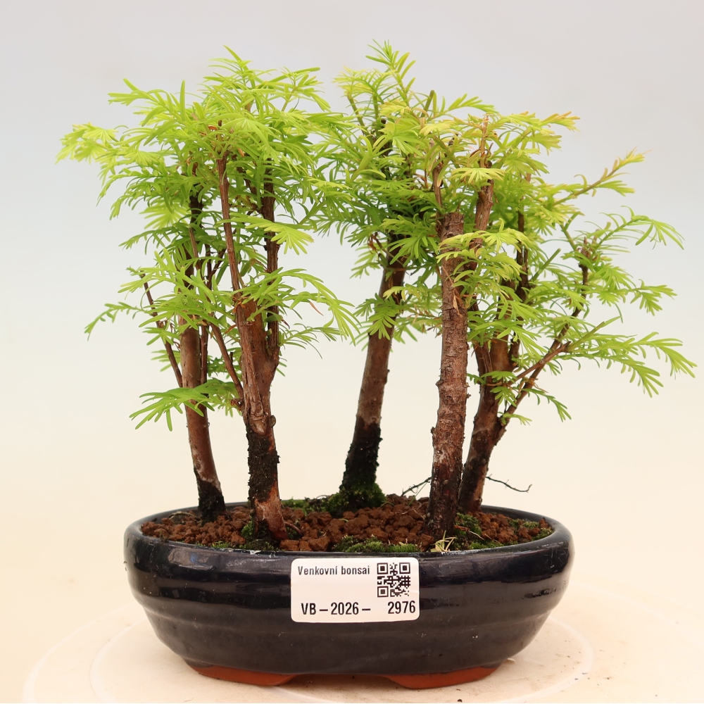 Bonsai da esterno - Metasequoia glyptostroboides - Metasequoia cinese - boschetto