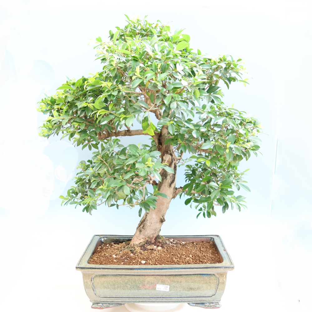 Camera bonsai - Ciliegio australiano - Eugenia uniflora