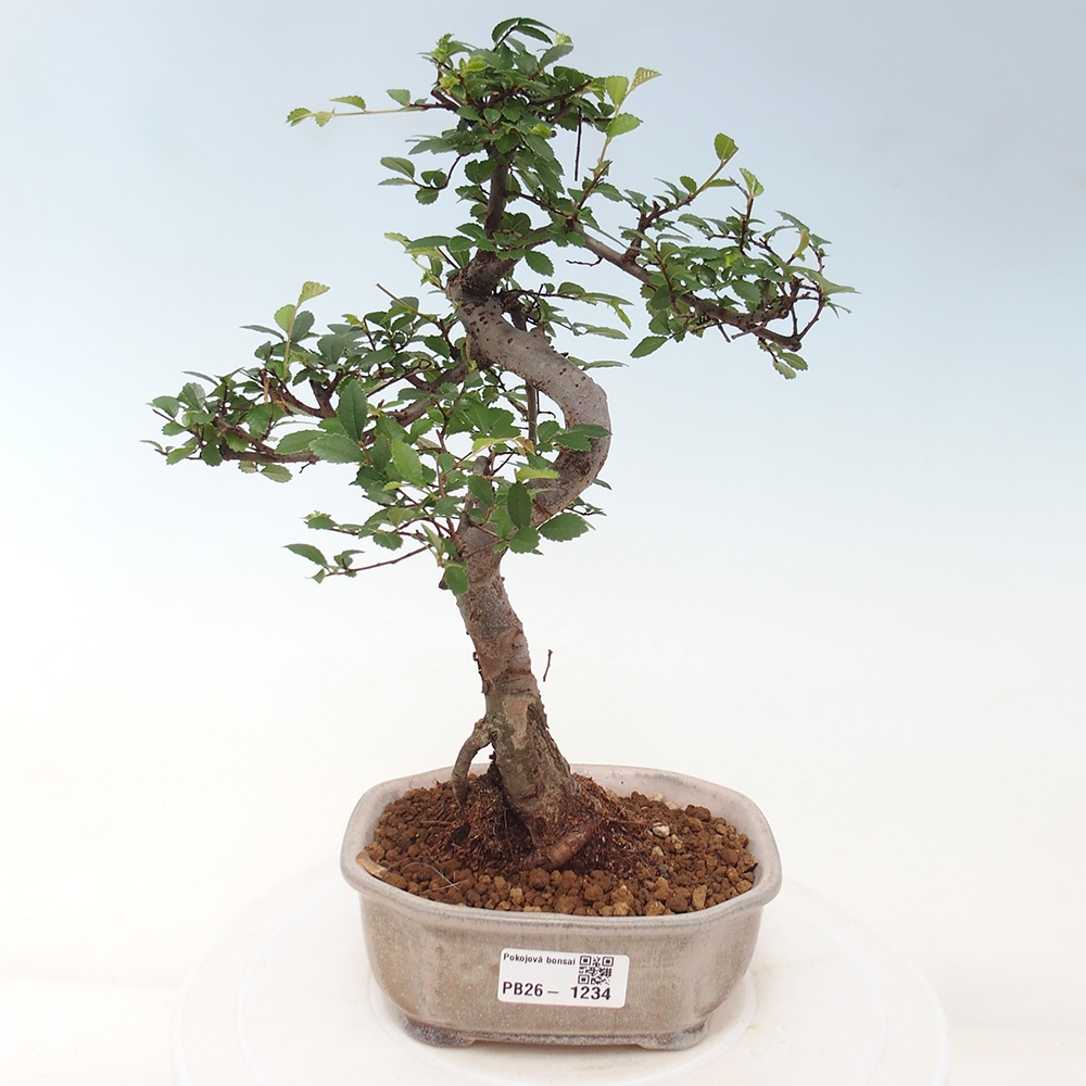 Camera bonsai - Ulmus parvifolia - Olmo a foglie piccole