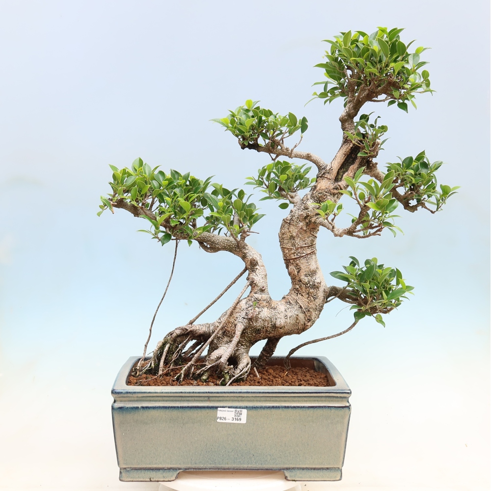 Camera bonsai - Ficus kimmen - ficus a foglie piccole