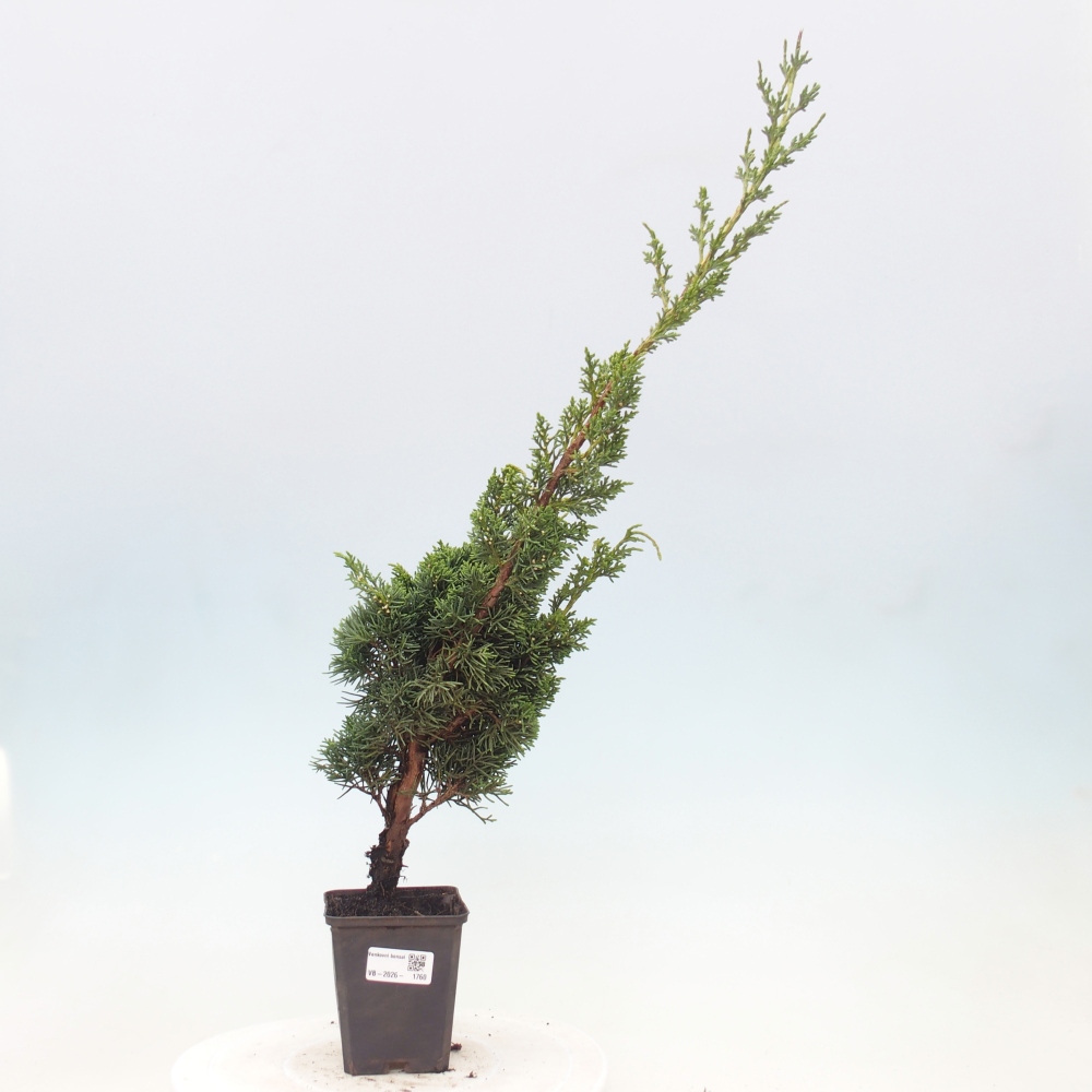 Bonsai da esterno - Juniperus chinensis Kishu