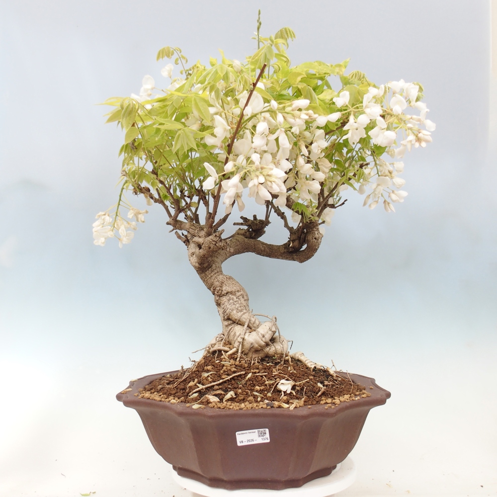 Bonsai da esterno - Vistaria - Glicine