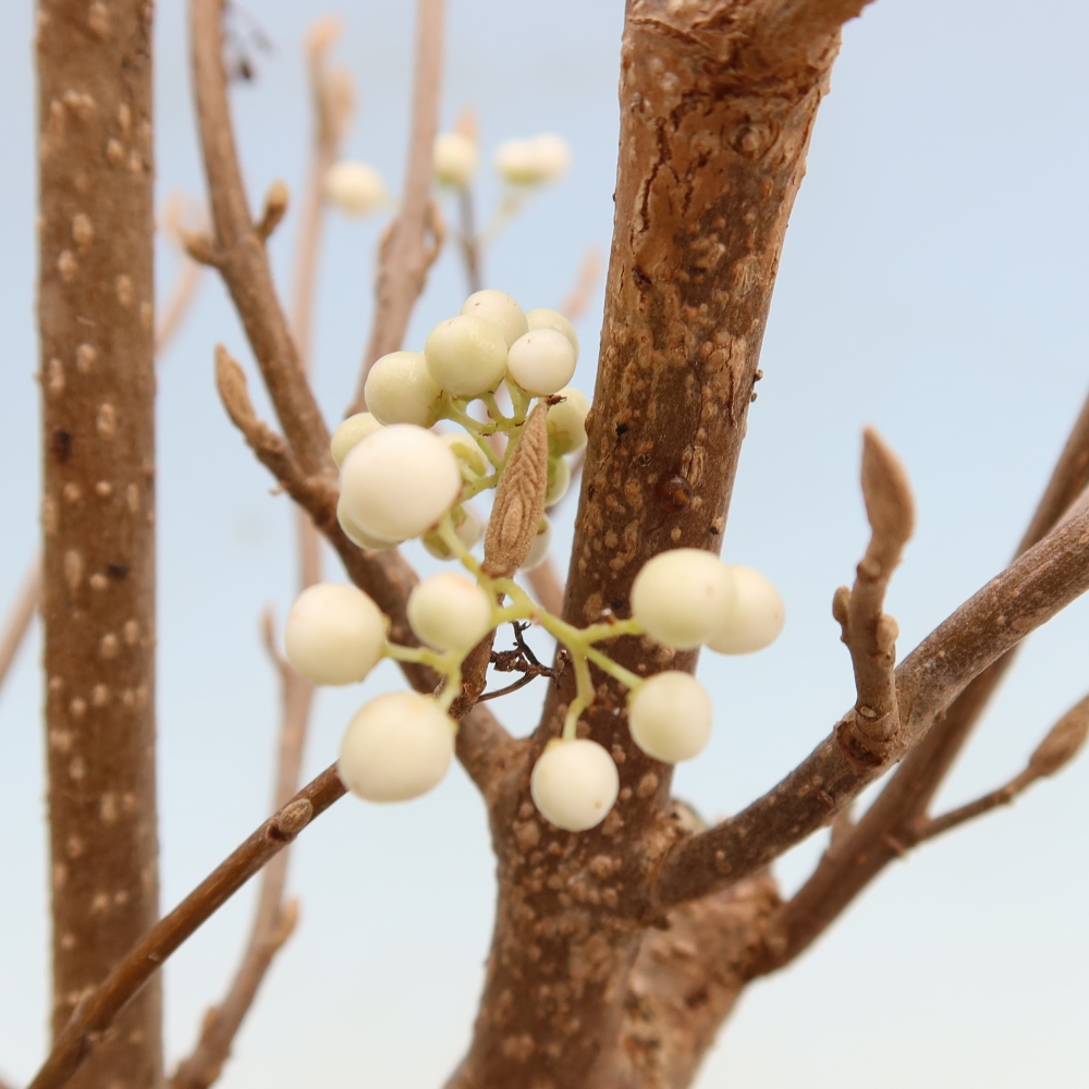 Bonsai da esterno - Callicarpa bodinieri Snowqueen - Callicarpa