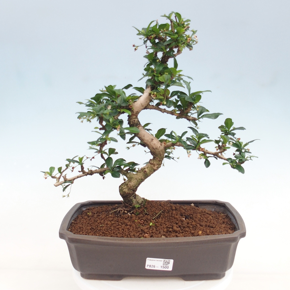 Camera bonsai - Carmona macrophylla - Tea fuki