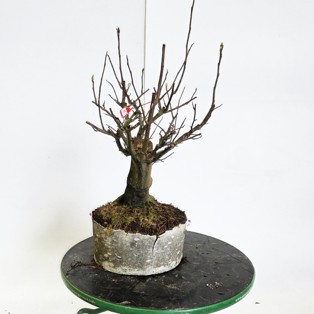 Bonsai da esterno - magnolia - Šácholan