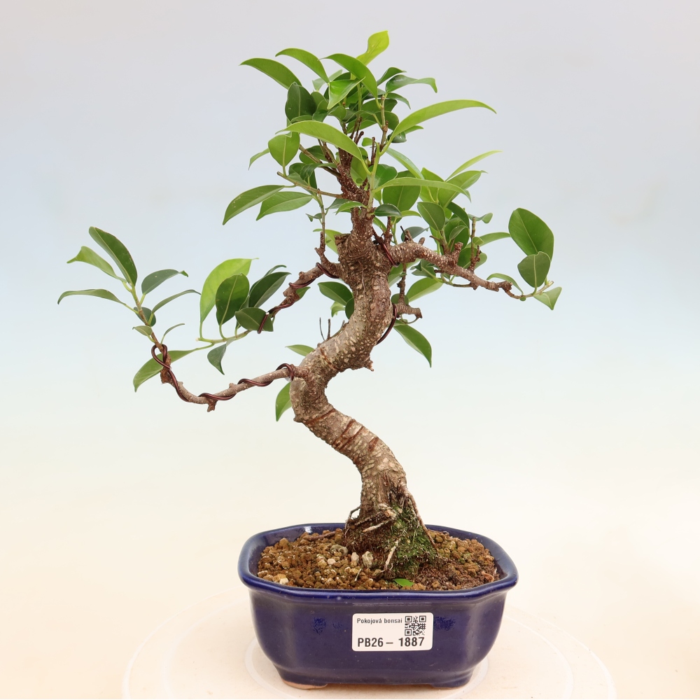 Camera bonsai - Ficus retusa - ficus a foglie piccole