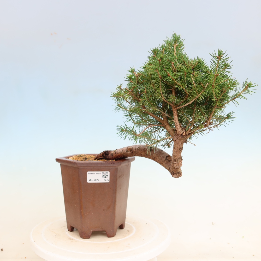 Bonsai da esterno - Abete rosso - Picea glauca globo