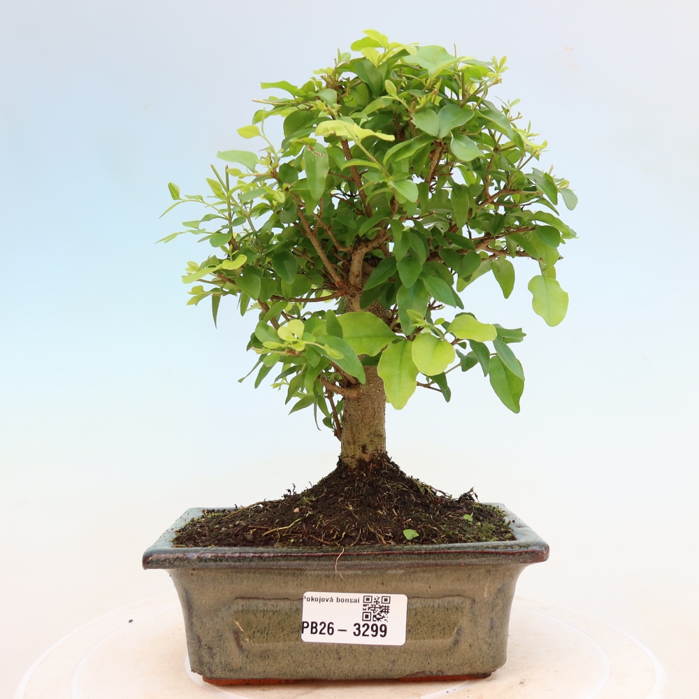 Camera bonsai -Ligustrum chinensis - Becco d'uccello