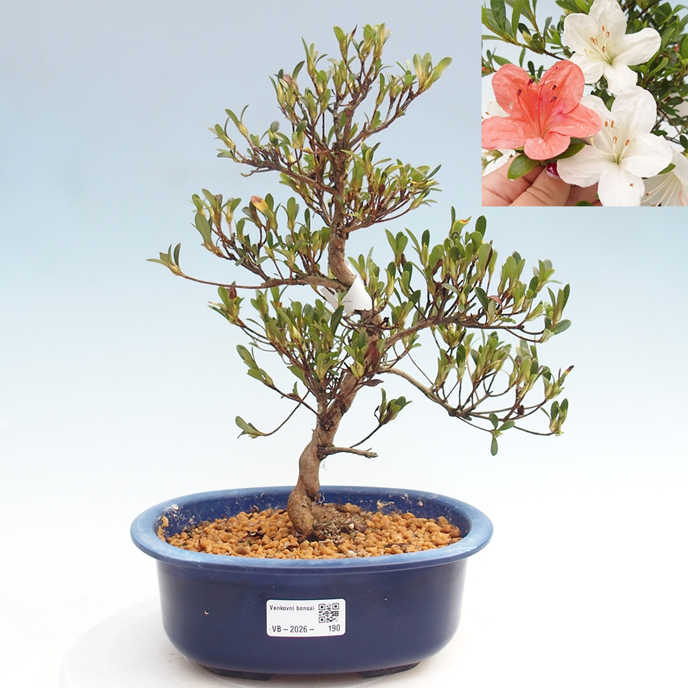 Bonsai da esterno - Azalea giapponese - Azalea Matsunami