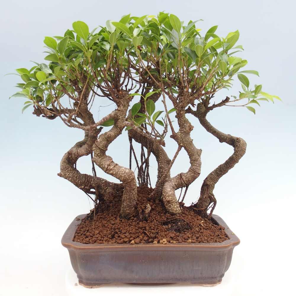 Camera bonsai - Ficus kimmen - ficus a foglie piccole