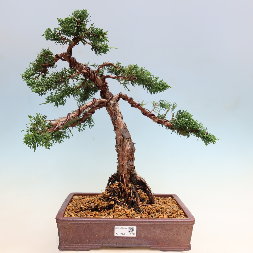 Bonsai da esterno - Juniperus chinensis Kishu
