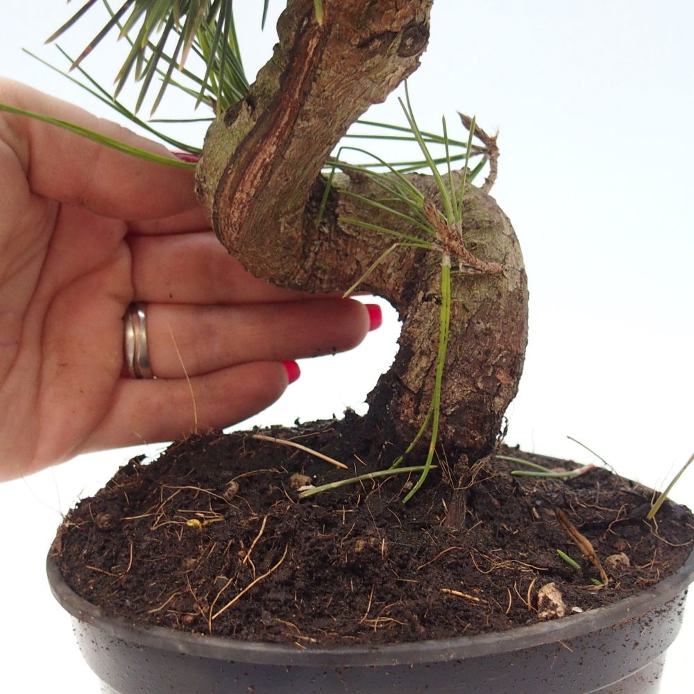 Bonsai da esterno - Pinus thunbergii senjyumaru - Pino di Thunberg