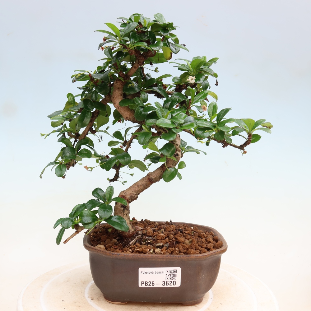 Camera bonsai - Carmona macrophylla - Tea fuki