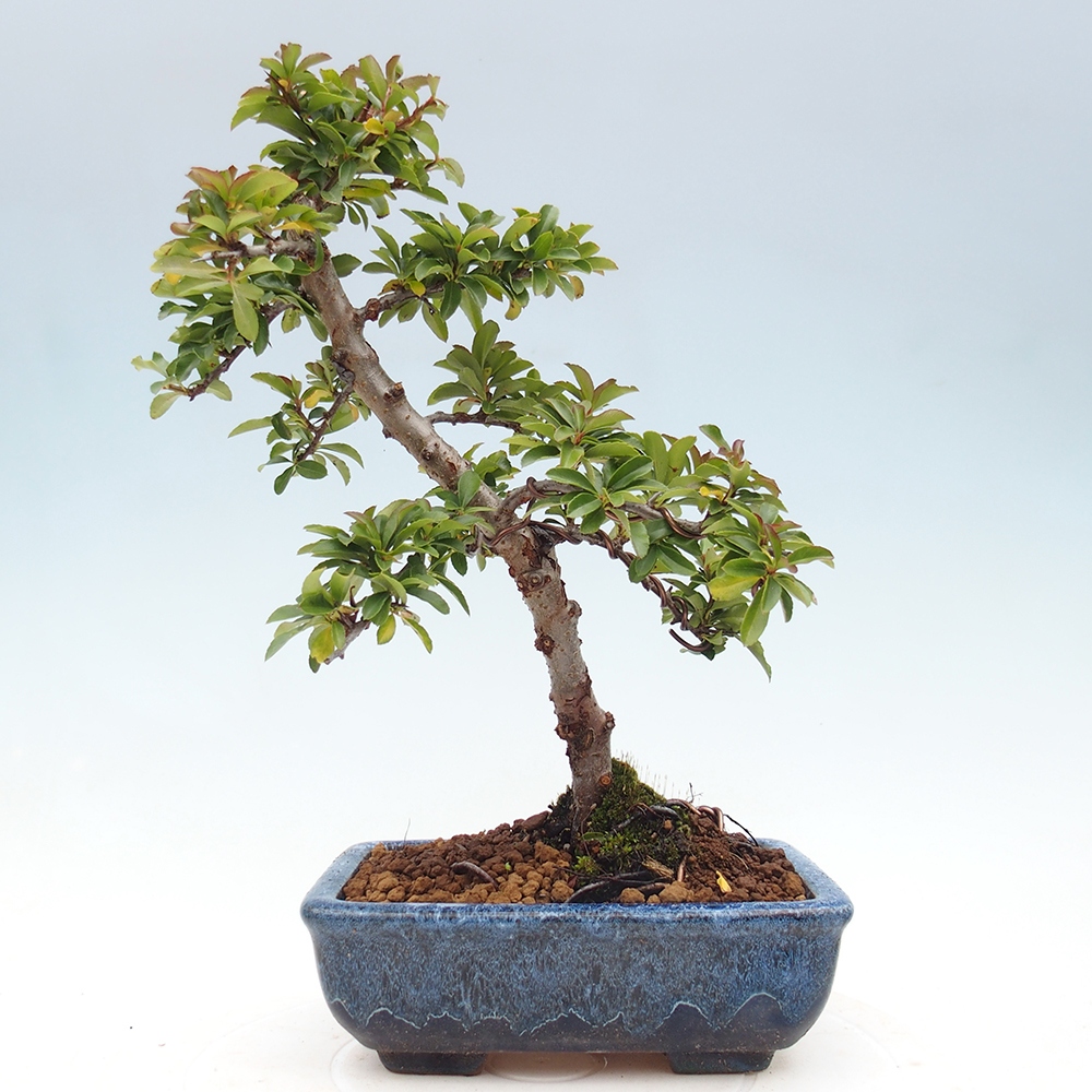 Bonsai da esterno-Pyracantha Teton -Hlox