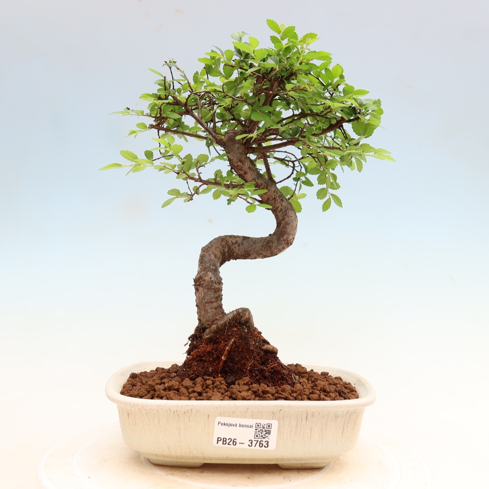 Camera bonsai - Ulmus parvifolia - Olmo a foglie piccole