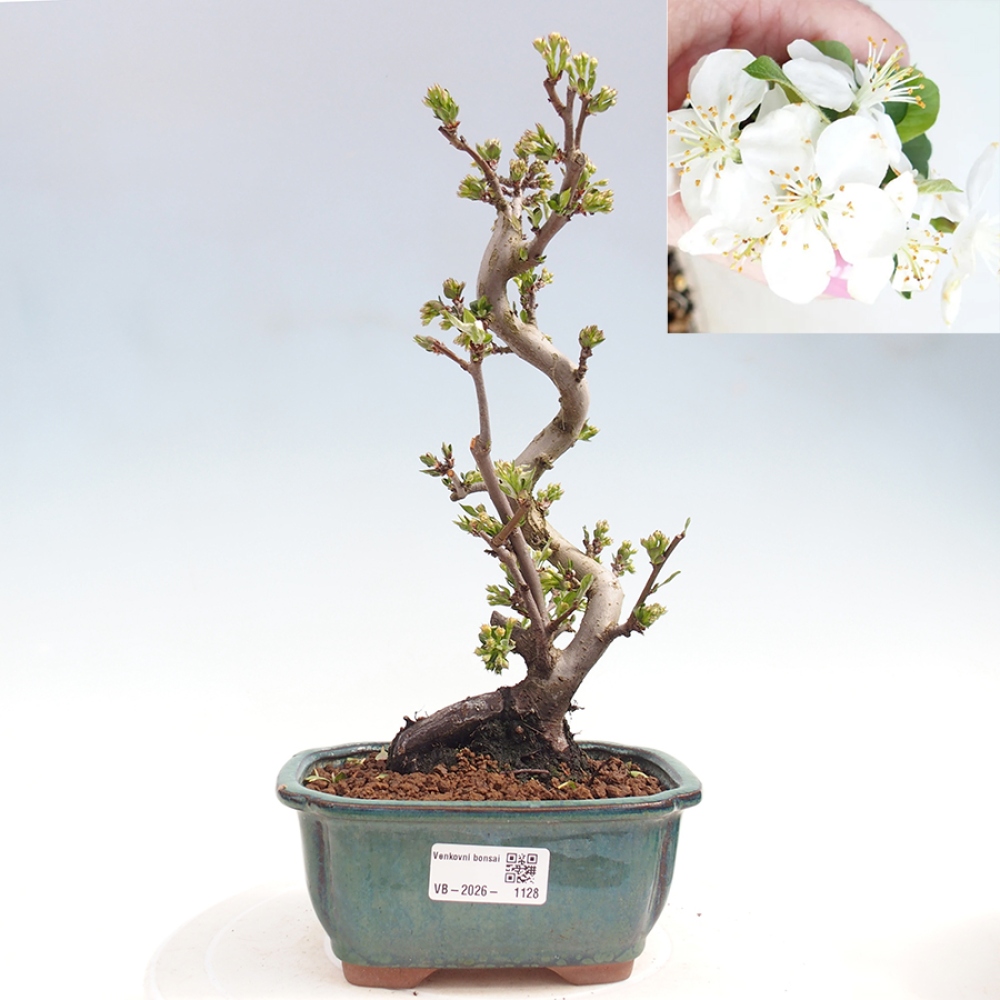 Bonsai da esterno - Malus sargentii - Melo a frutto piccolo