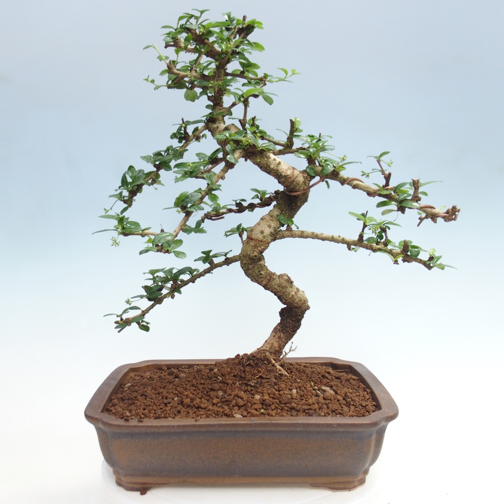 Camera bonsai - Carmona macrophylla - Tea fuki