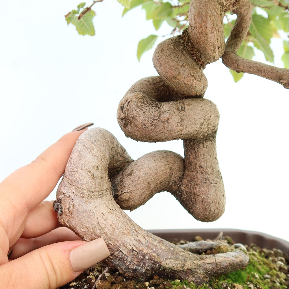 Bonsai da esterno -Carpinus CARPINOIDES - Carpino coreano