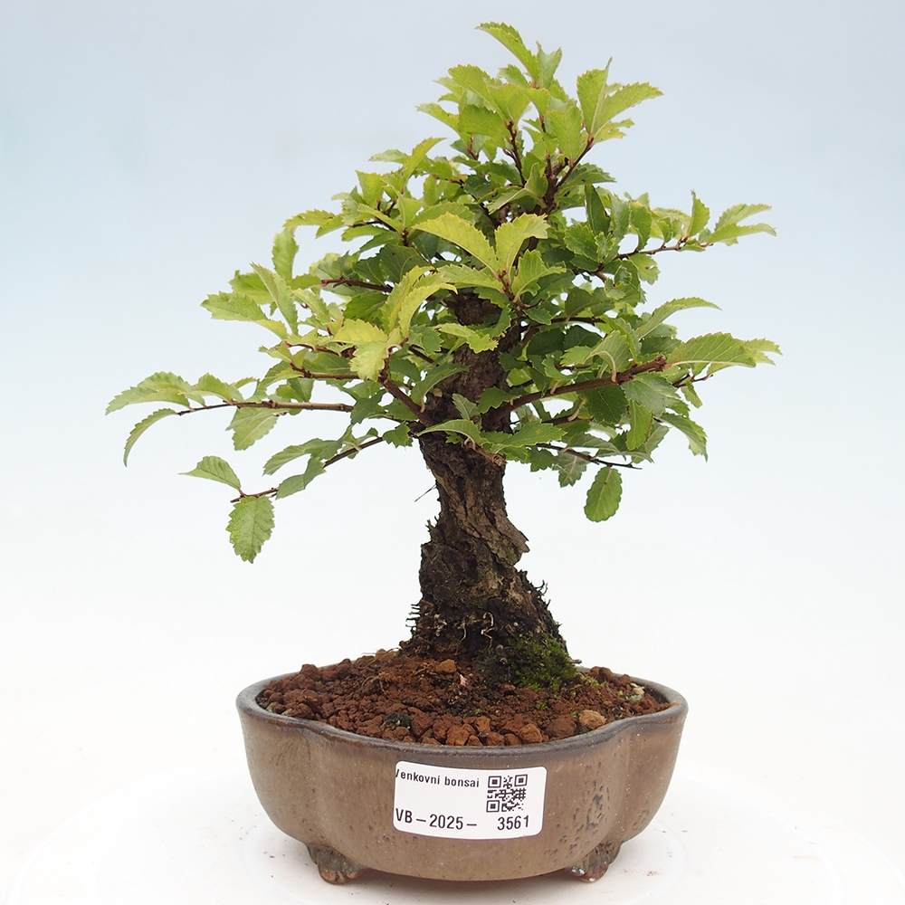 Bonsai da esterno - Zelkova - Zelkova NIRE