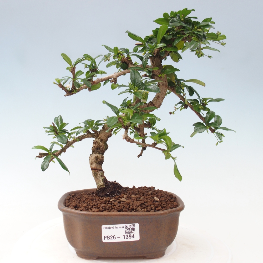 Camera bonsai - Carmona macrophylla - Tea fuki