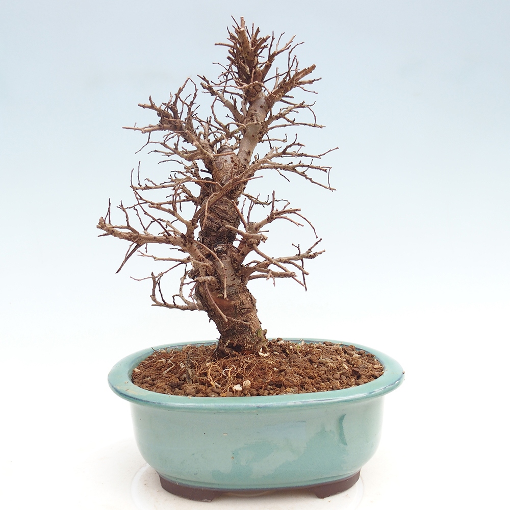 Bonsai da esterno - Zelkova - Zelkova NIRE