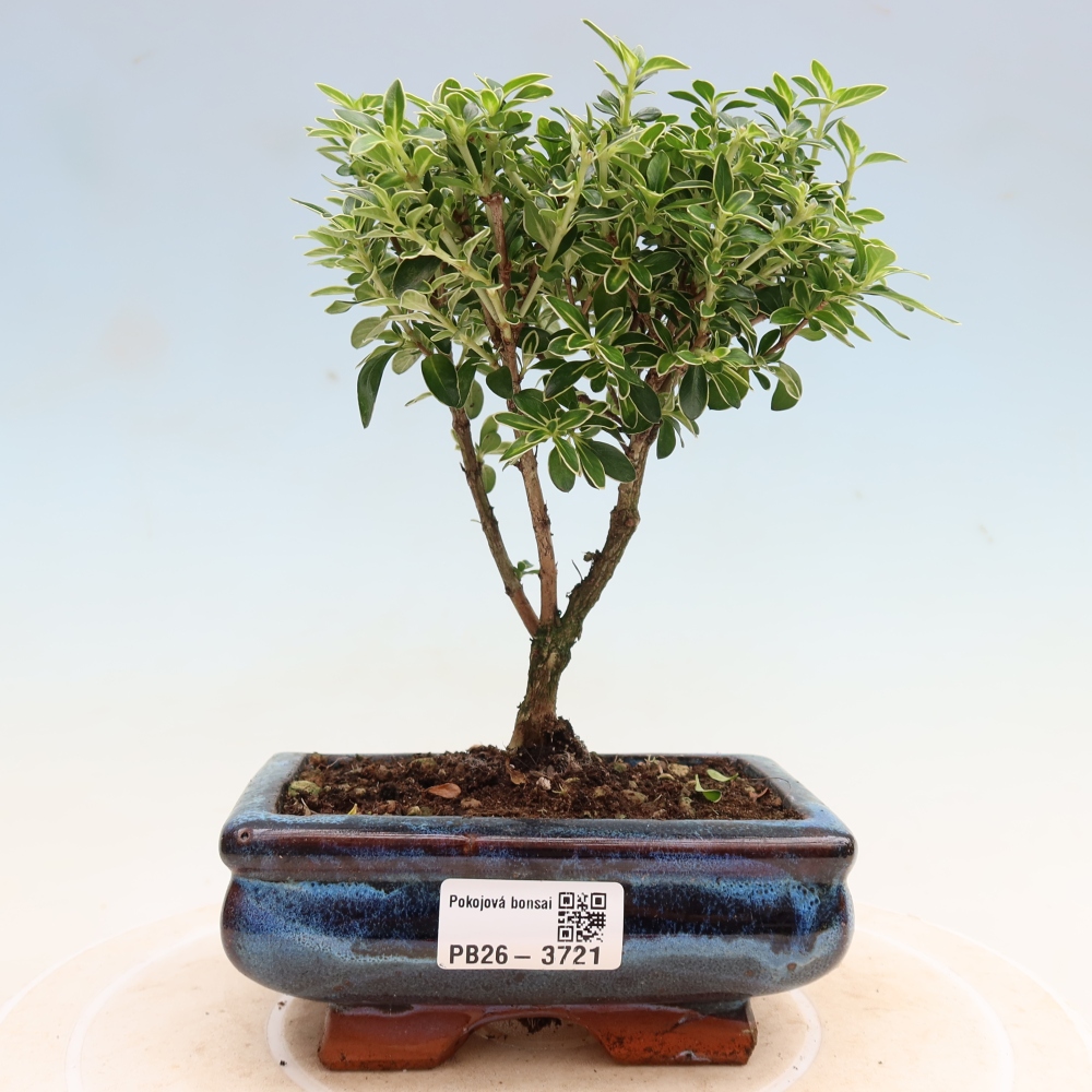 Camera bonsai - Serissa foetida Variegata - Albero delle mille stelle