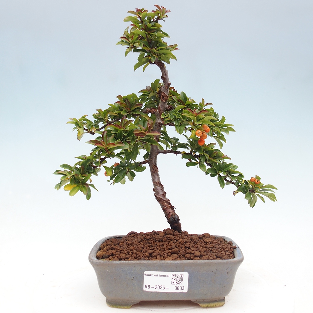 Bonsai da esterno-Pyracantha Teton -Hlox