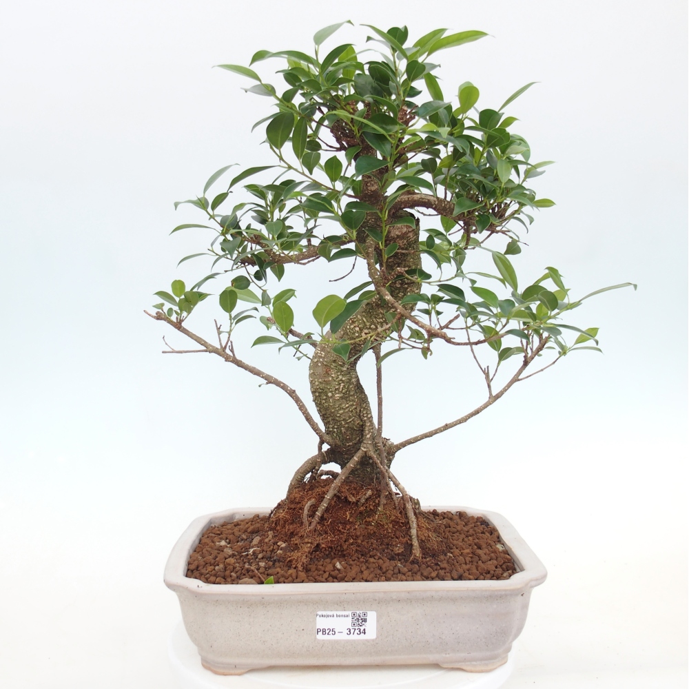 Camera bonsai - Ficus kimmen - ficus a foglie piccole