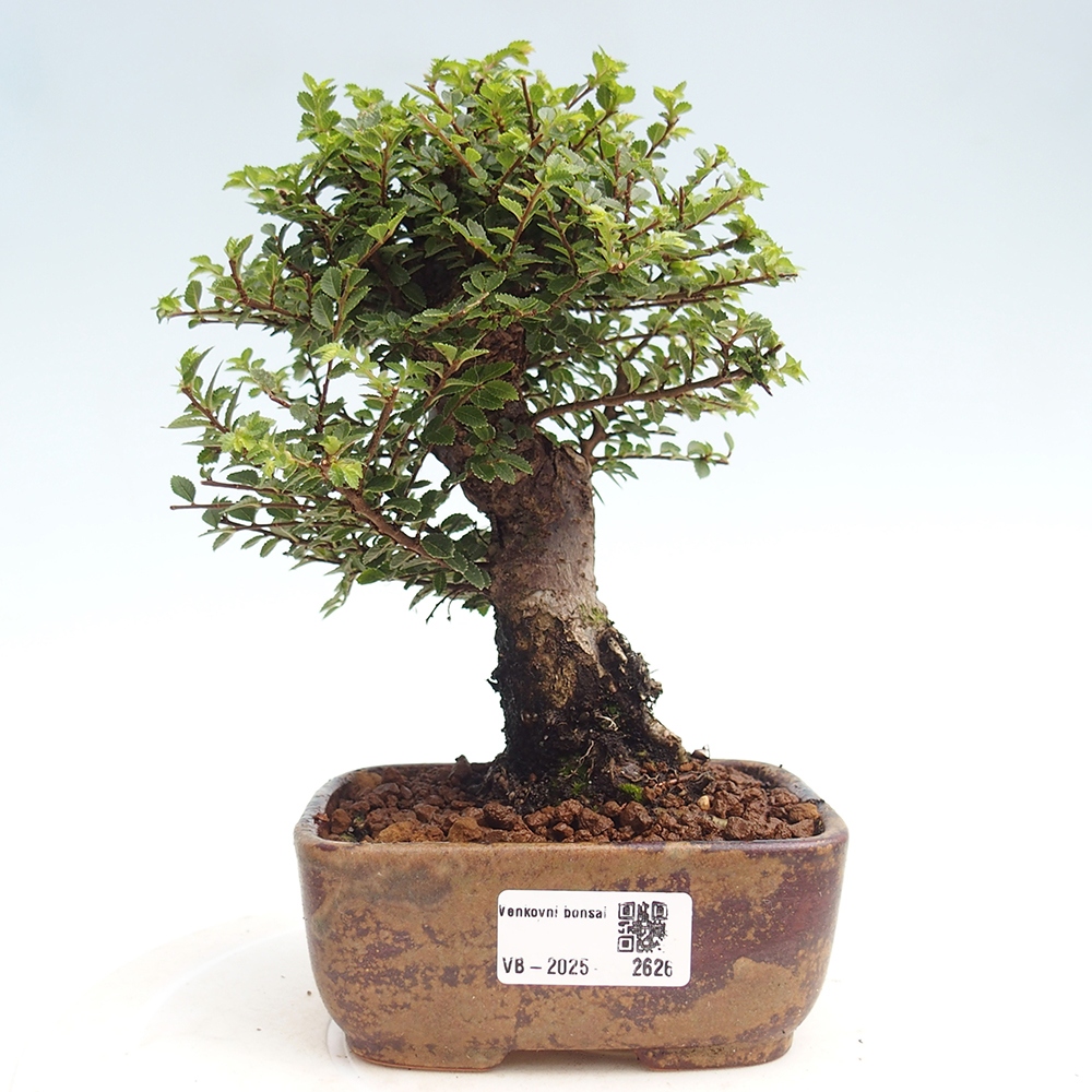 Bonsai da esterno - Ulmus parvifolia Hokkaido - Olmo cinese