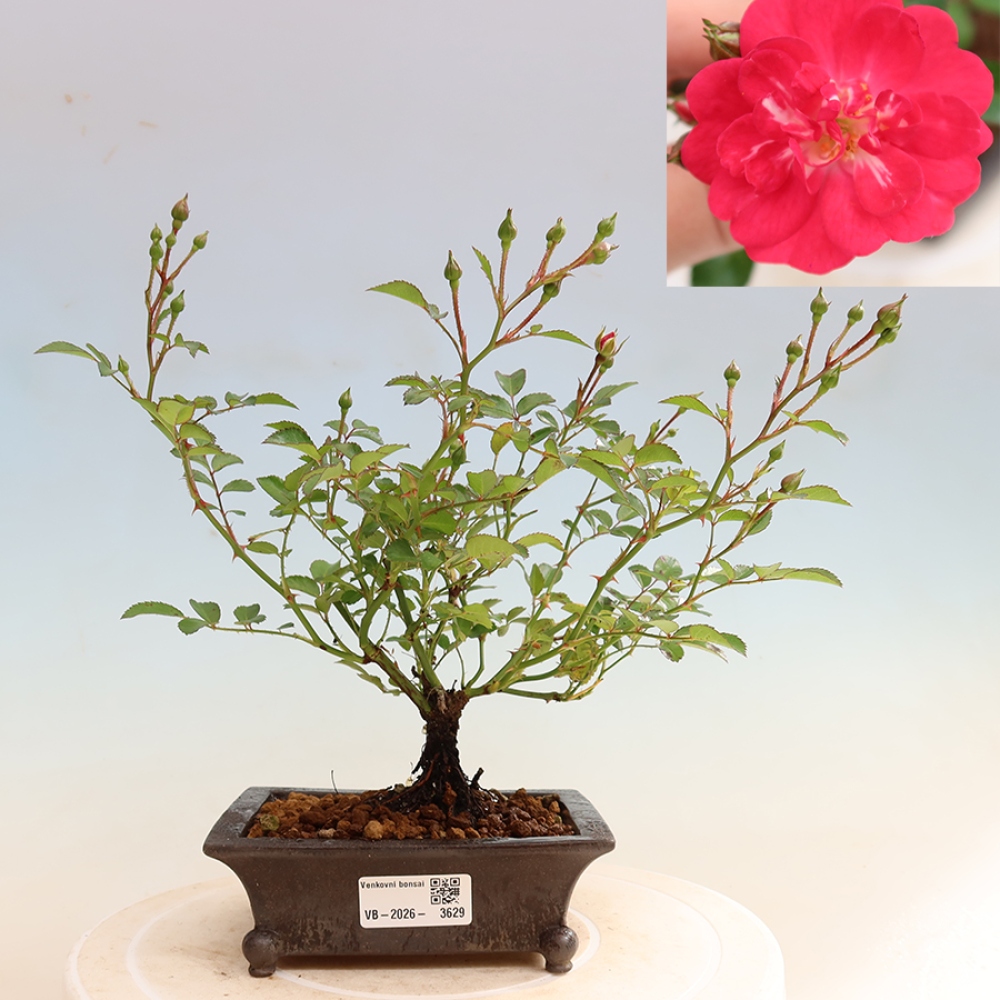 Bonsai da esterno - Rosa Kordes - rosa