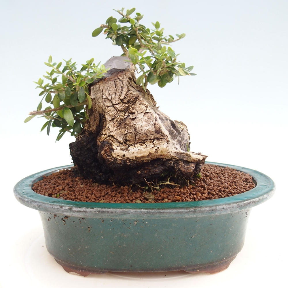 Bonsai da interno - Olea europaea sylvestris