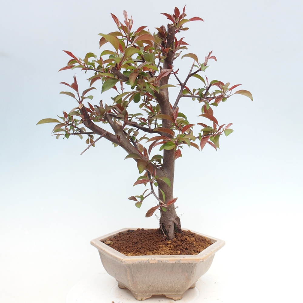 Bonsai da esterno -Malus domestica - Melo a piccoli frutti a foglie rosse