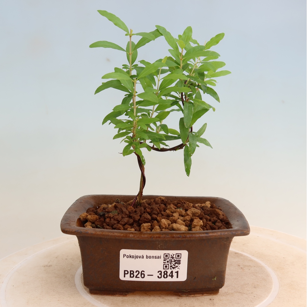 Camera bonsai-PUNICA granatum nana-Mela granata