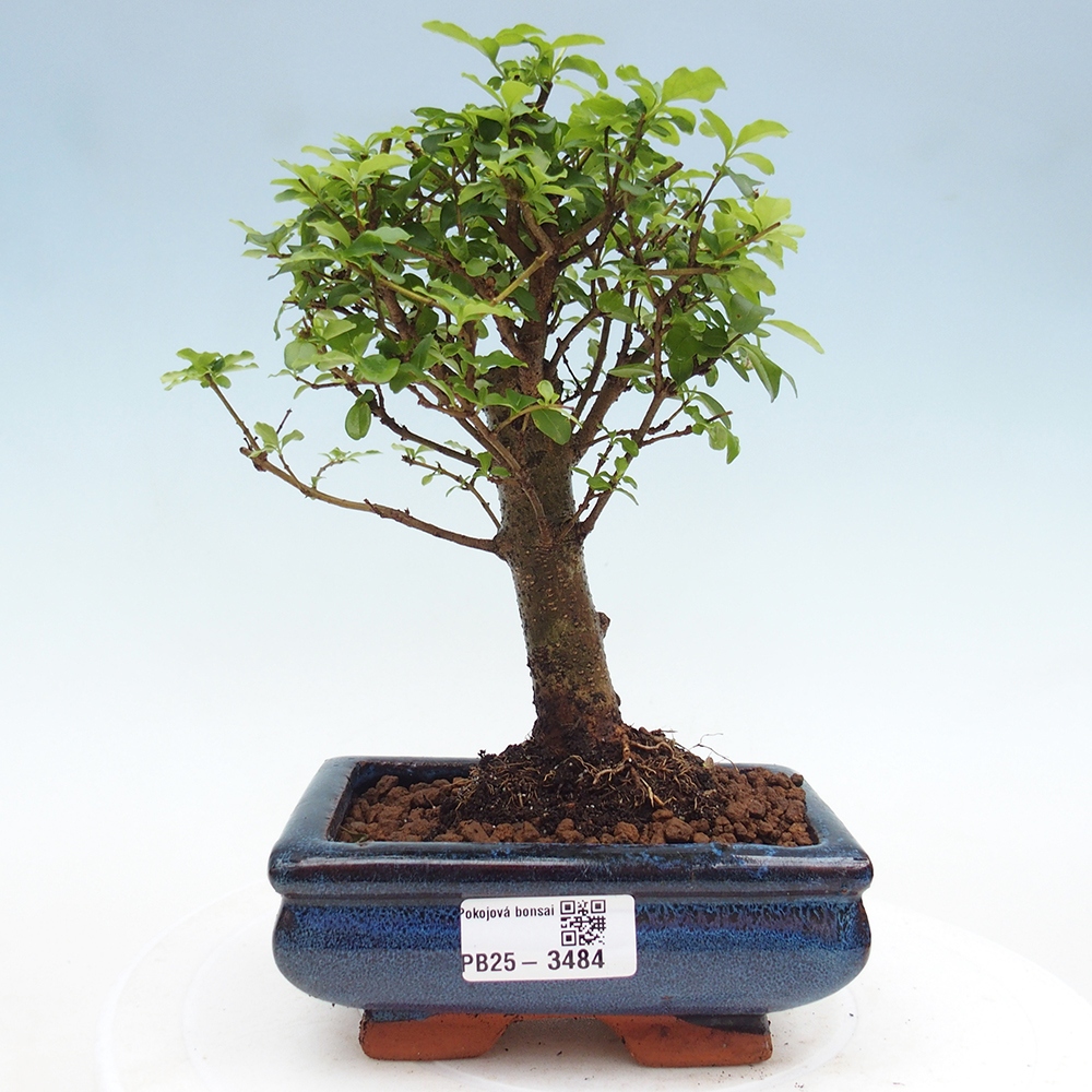 Camera bonsai -Ligustrum chinensis - Becco d'uccello