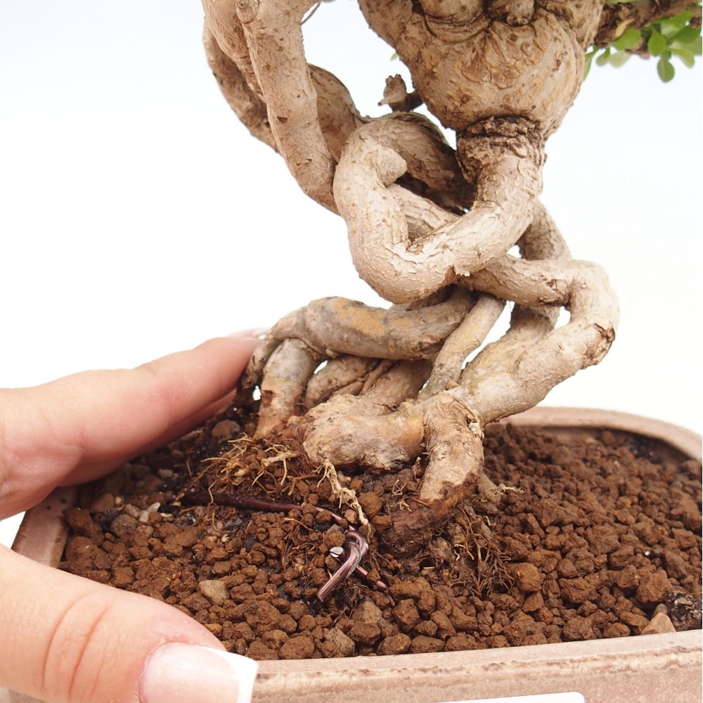 Bonsai da esterno - Berberis coreana