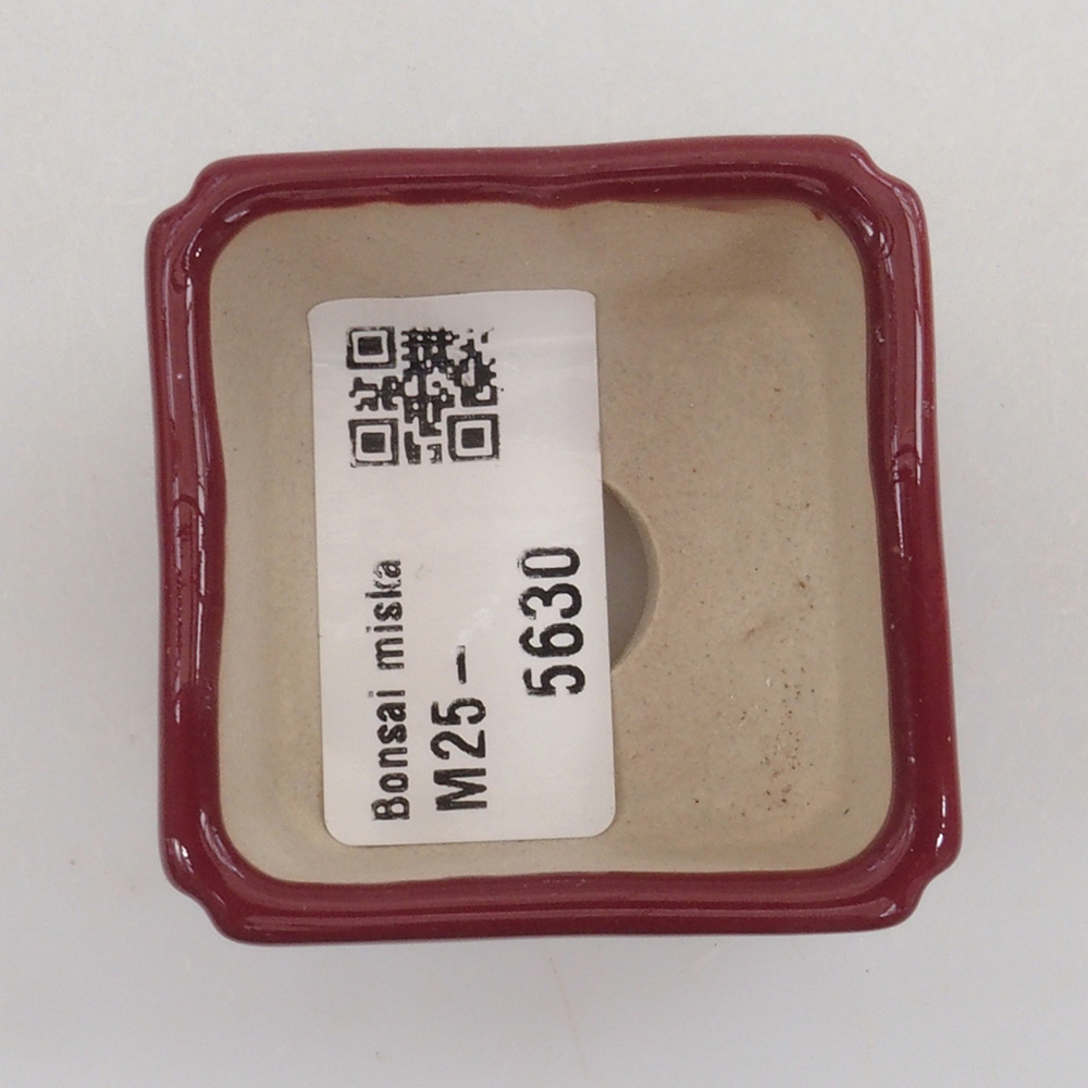 Mini bonsai 4,5 x 4,5 x 3 cm, bordeaux