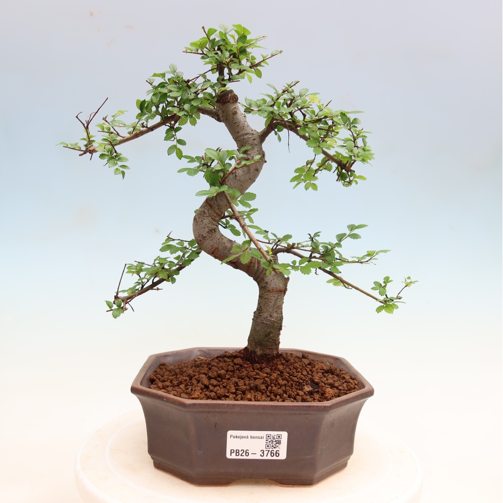 Camera bonsai - Ulmus parvifolia - Olmo a foglie piccole