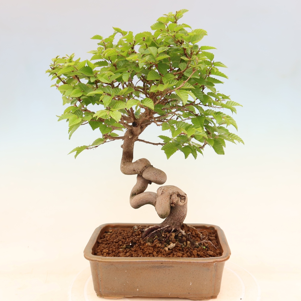 Bonsai da esterno -Carpinus Coreana - Carpino coreano