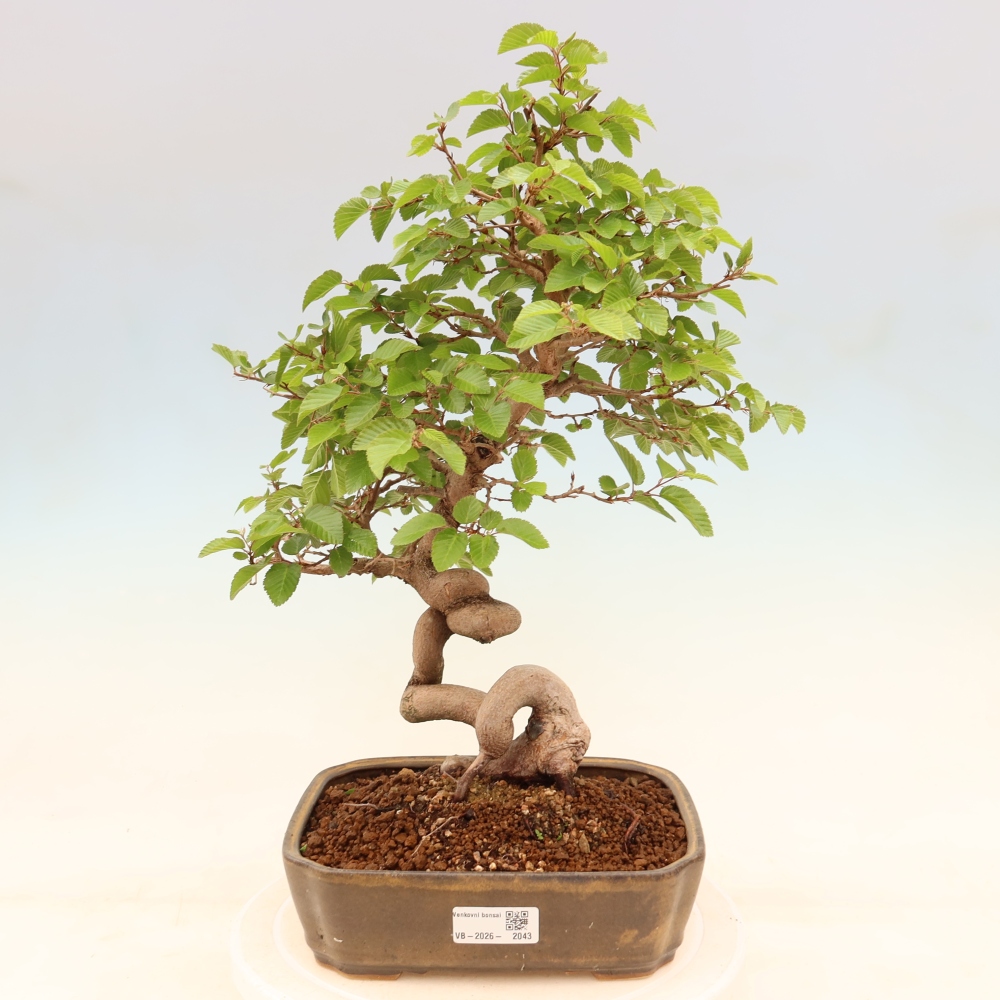 Bonsai da esterno -Carpinus Coreana - Carpino coreano