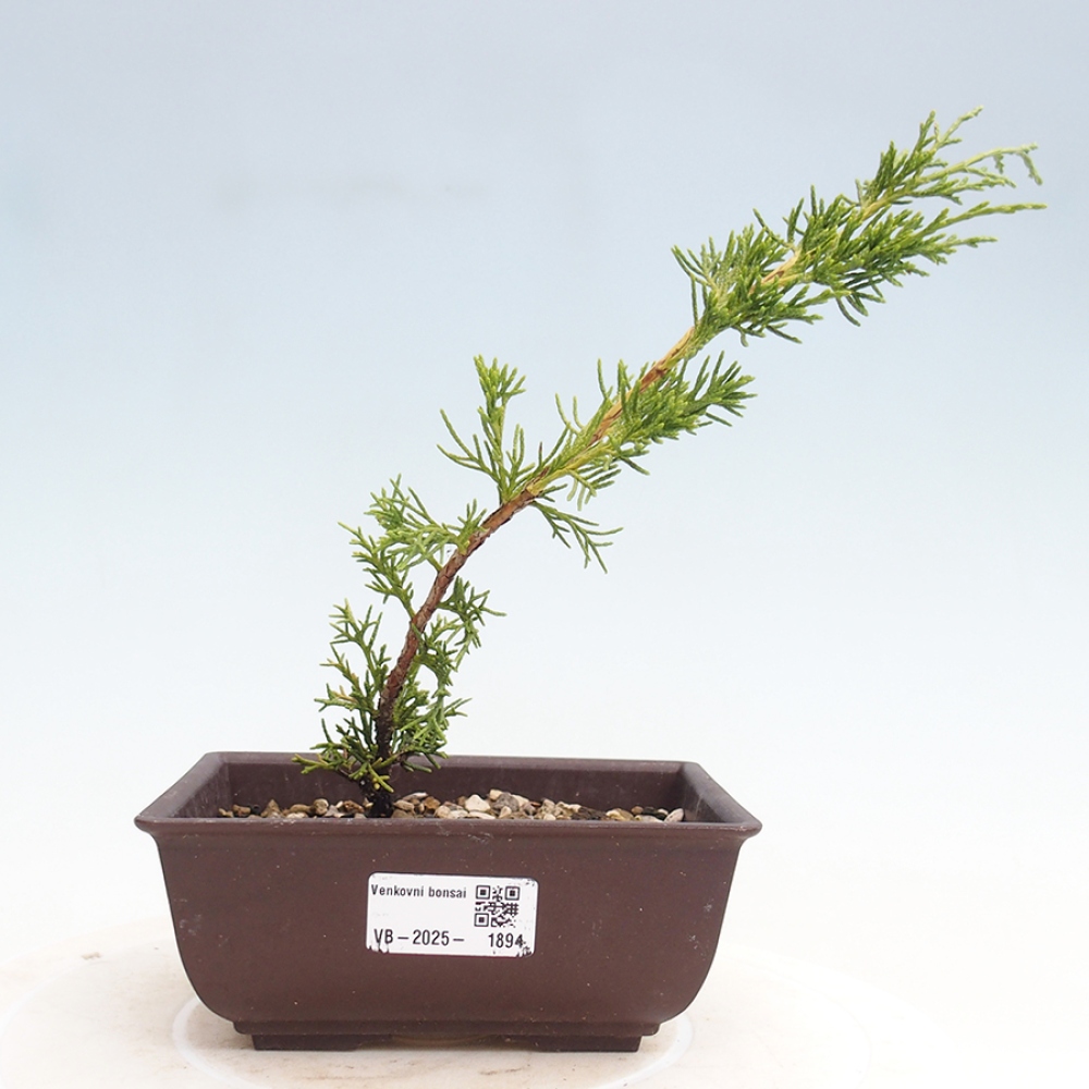 Bonsai da esterno - Juniperus chinensis Itoigawa