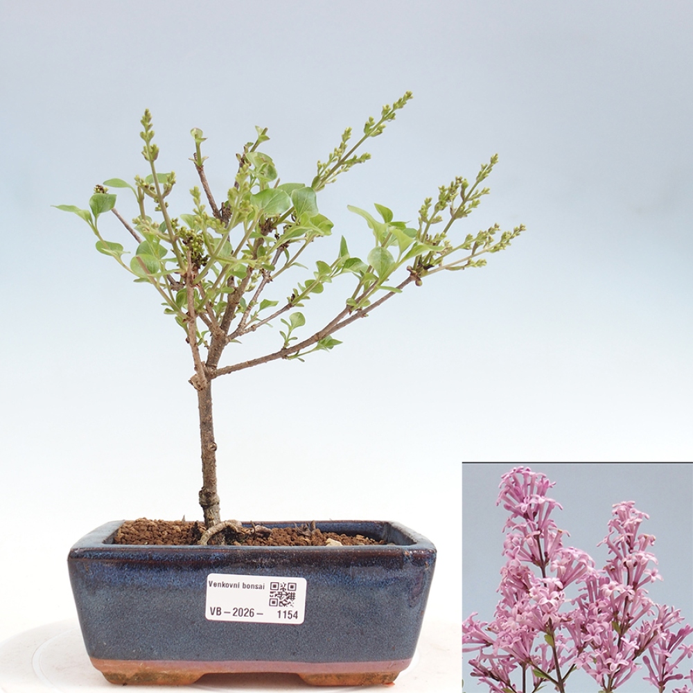 Bonsai da esterno - Syringa Meyeri Palibin - Lillà di Meyer