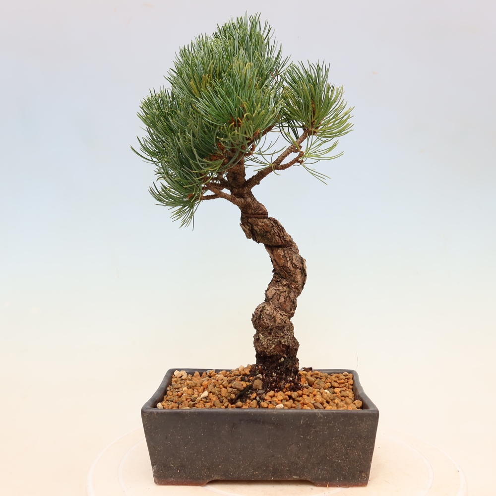Bonsai da esterno - Pinus parviflora - Pinus parviflora